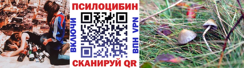 где продают   Тара  Галлюциногенные грибы Psilocybine cubensis 