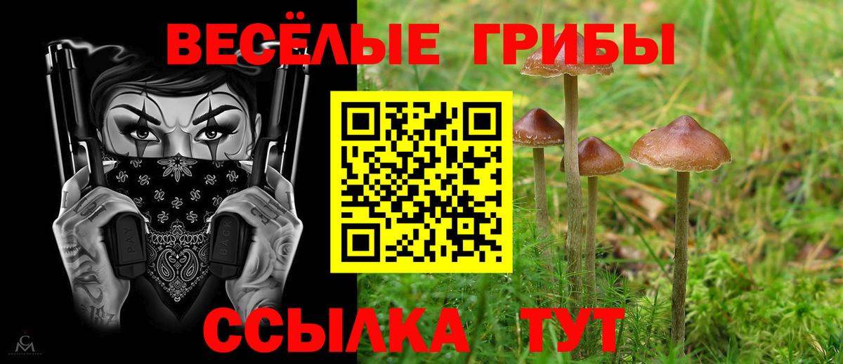 наркотики  Вход с VPN  Тара  Галлюциногенные грибы Psilocybine cubensis 